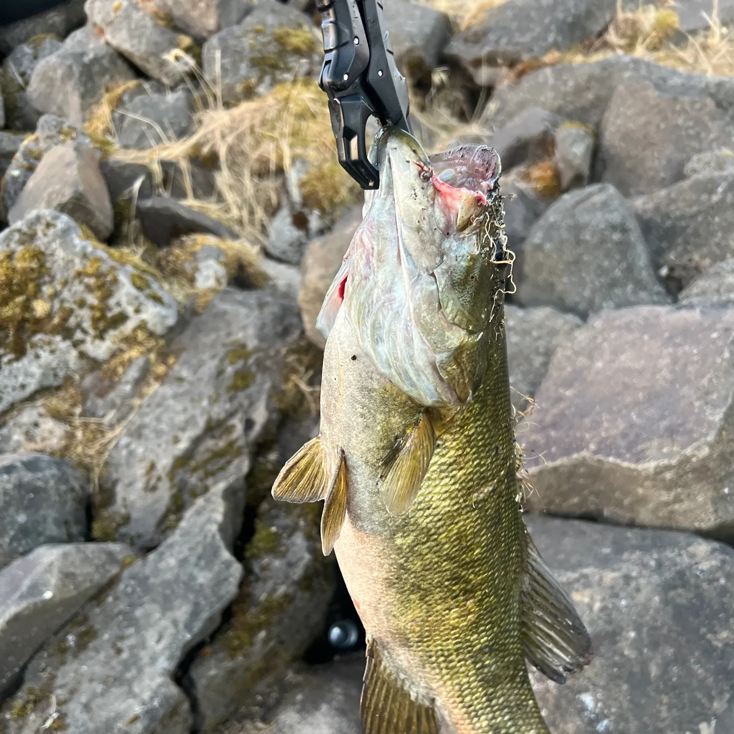 Smallmouth bass caught on Fishbrain
