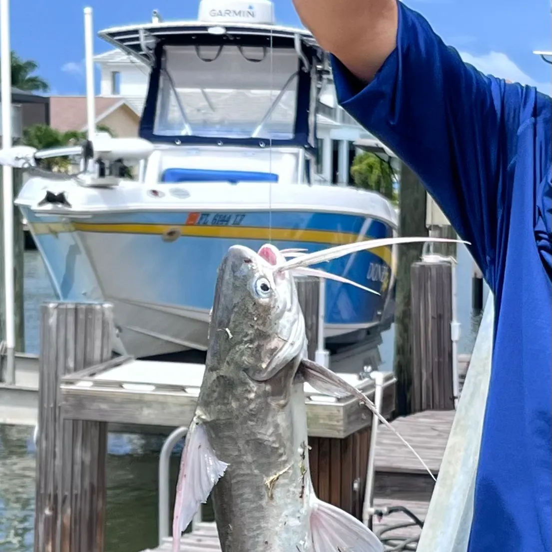 Gafftopsail sea catfish caught on Fishbrain