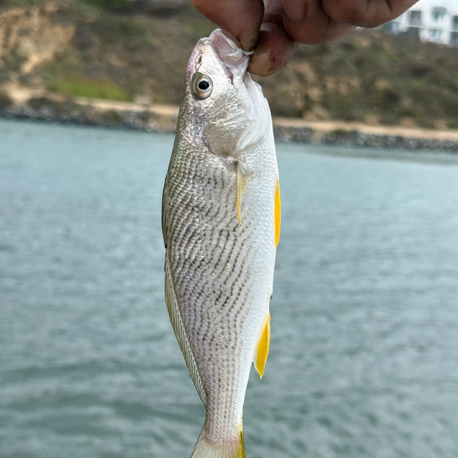 Yellowfin croaker caught on Fishbrain