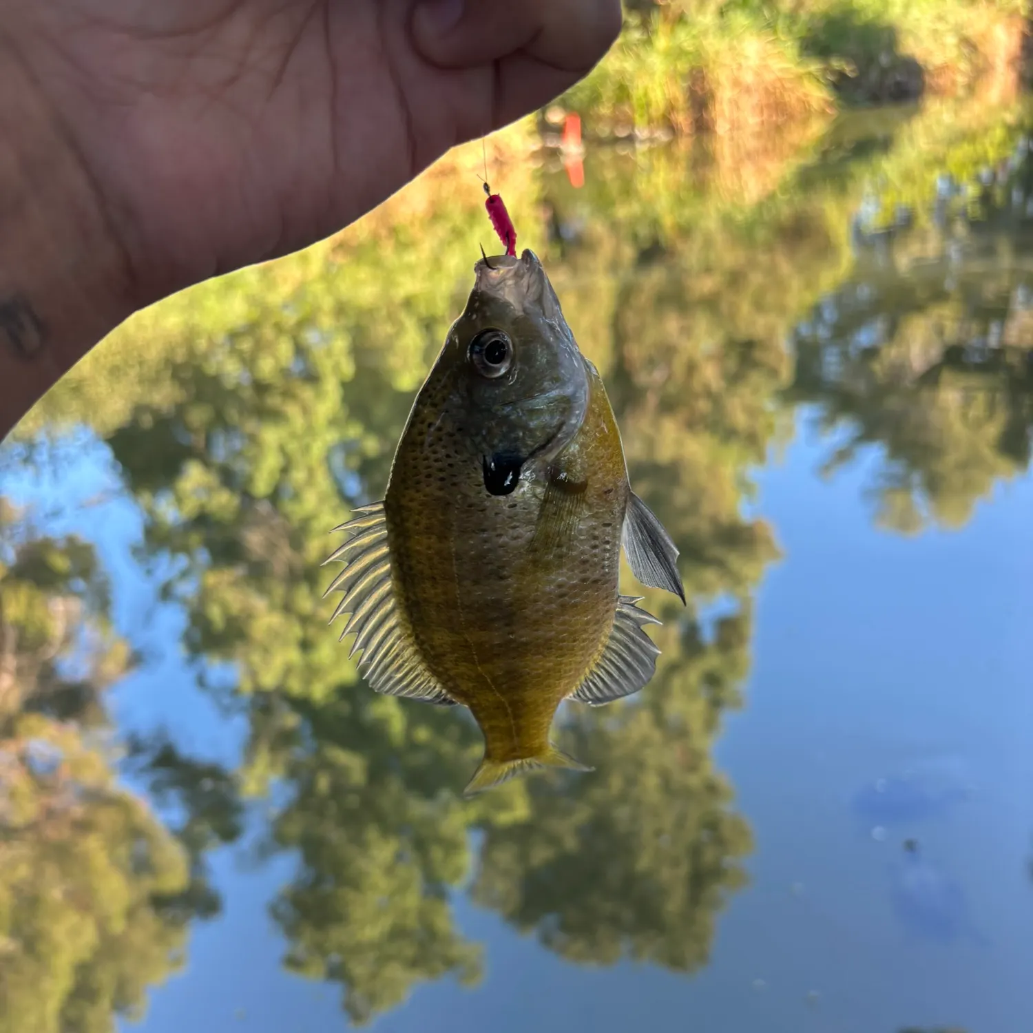 Bluegill caught on Fishbrain
