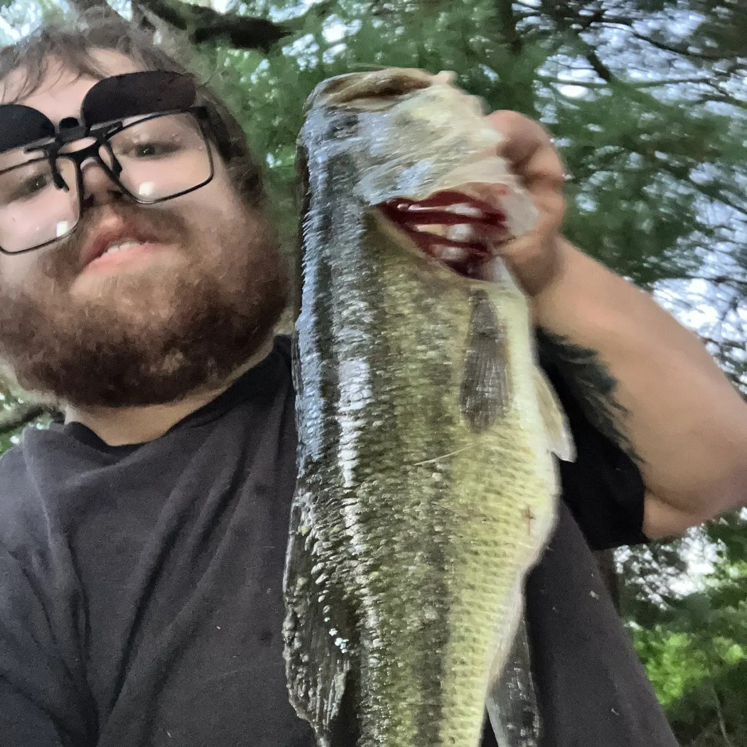 Largemouth bass caught on Fishbrain