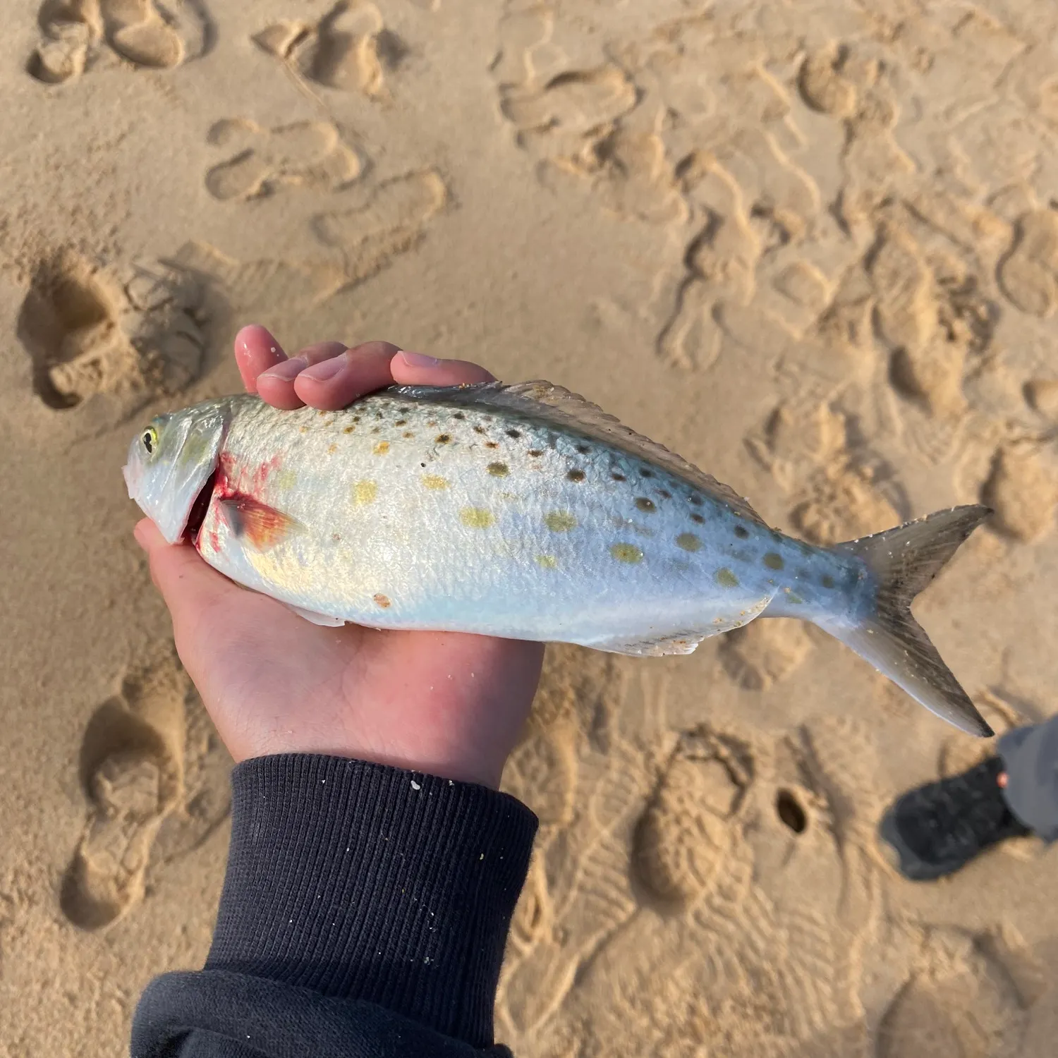 Eastern Australian salmon caught on Fishbrain