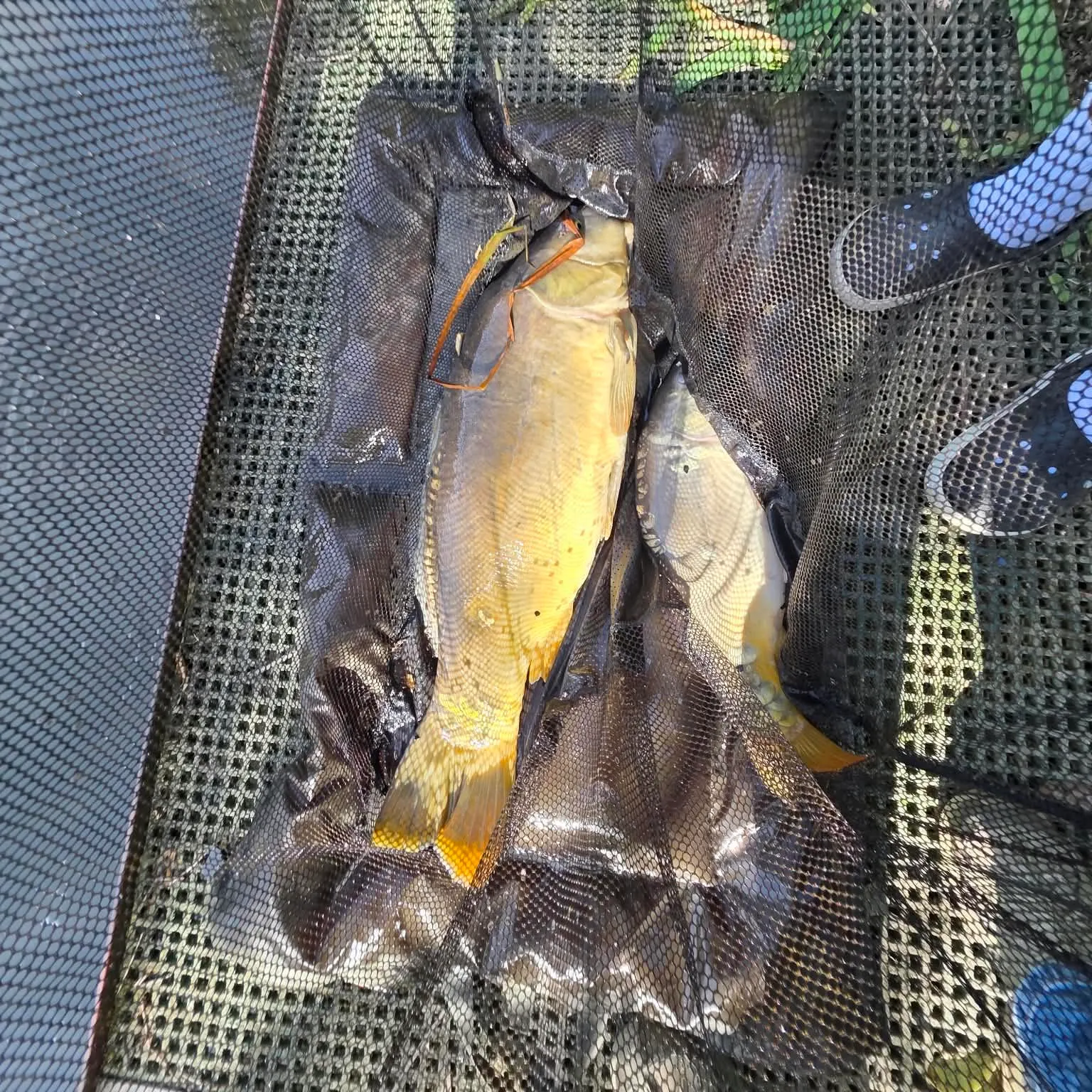Mirror carp caught on Fishbrain