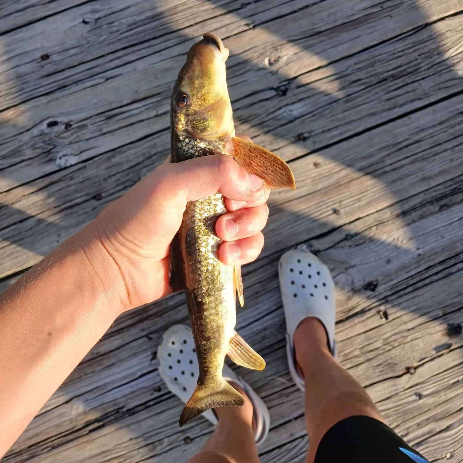 Northern hogsucker caught on Fishbrain