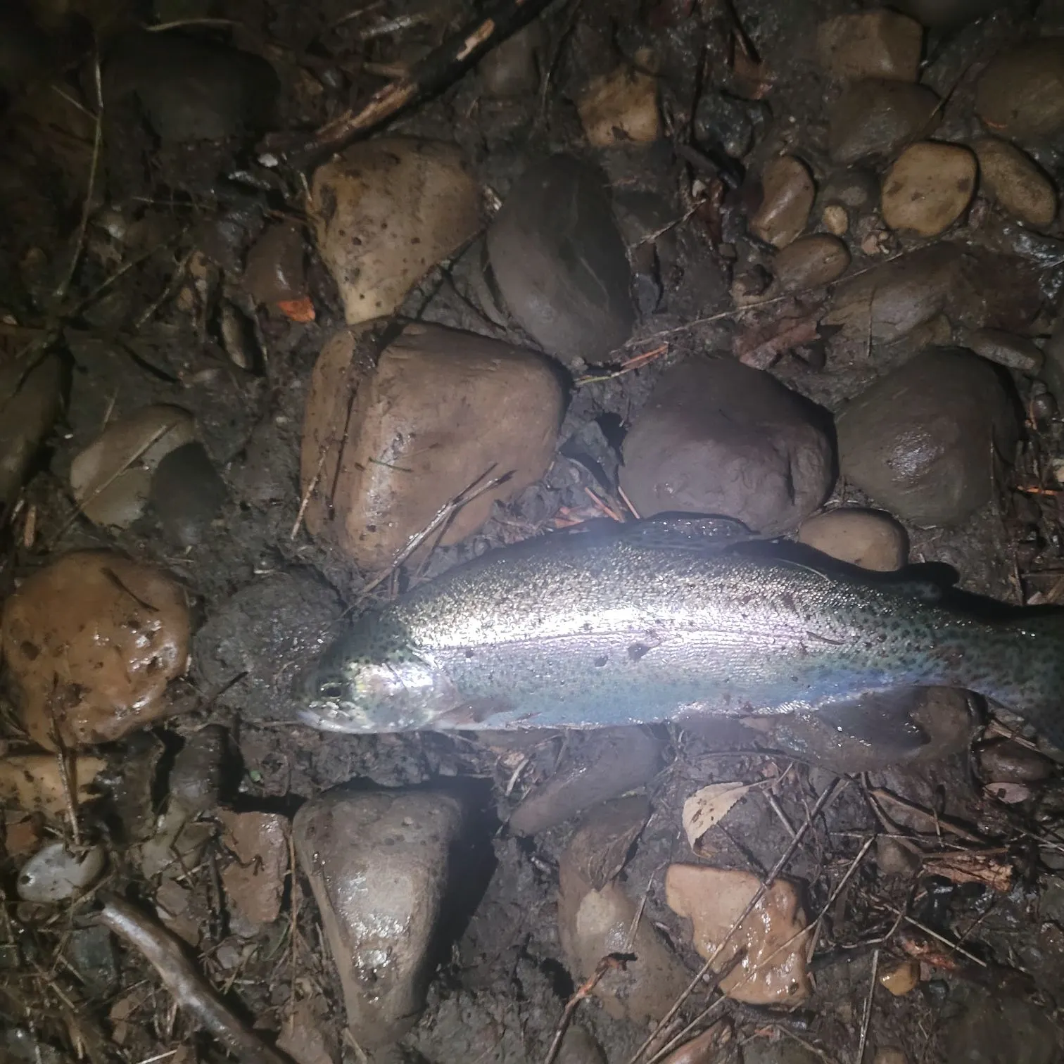 Rainbow trout caught on Fishbrain