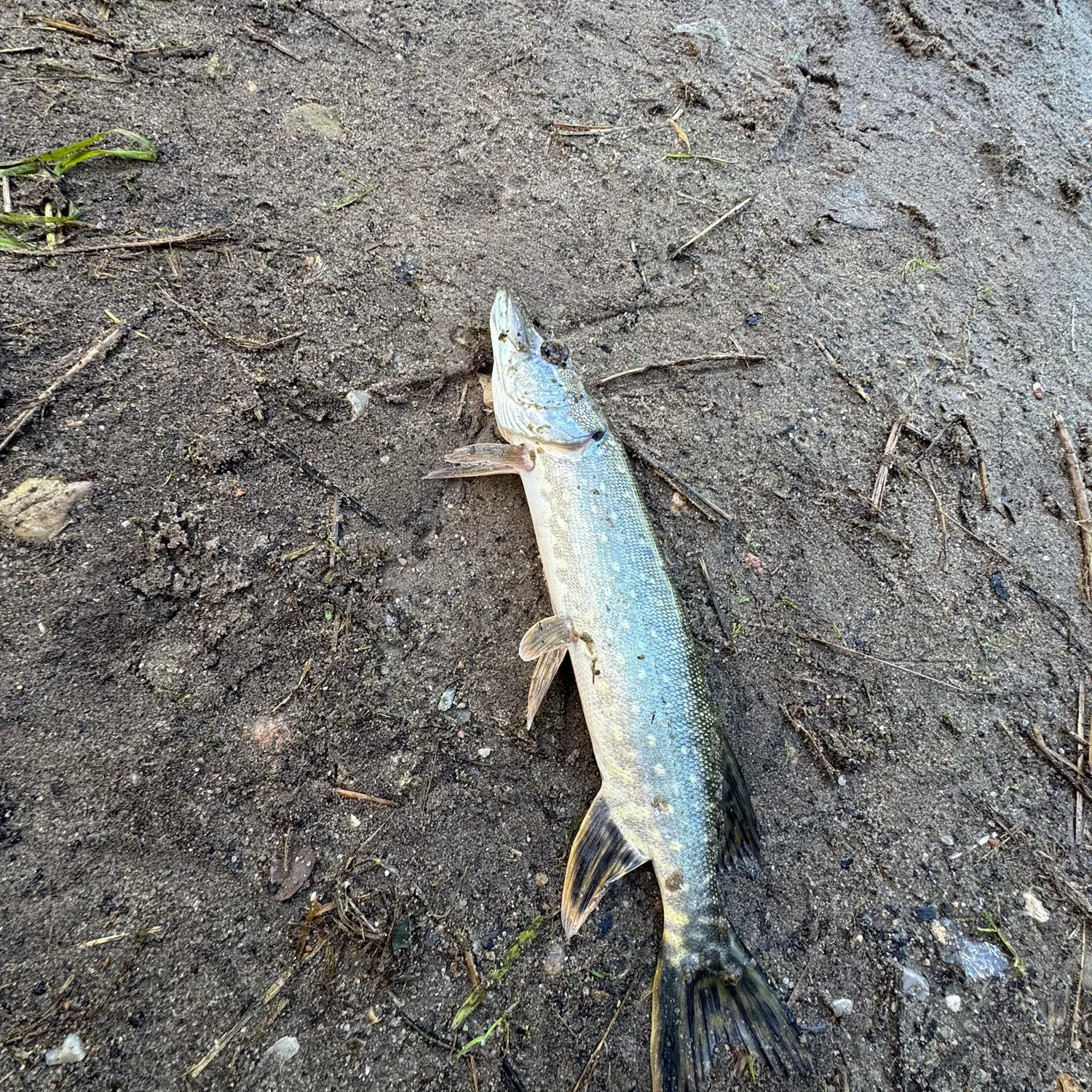 Fish caught on Fishbrain