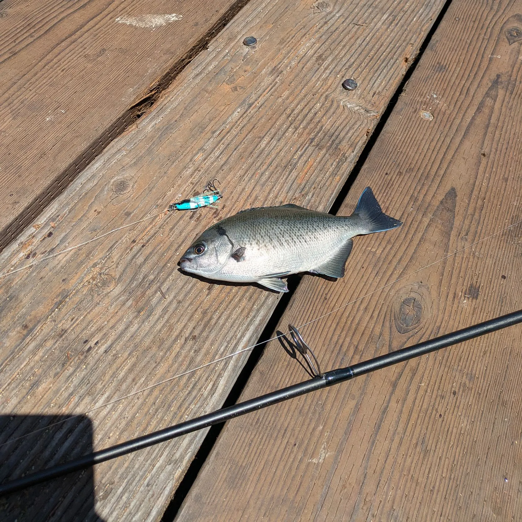The most recent Halfmoon catches on Fishbrain