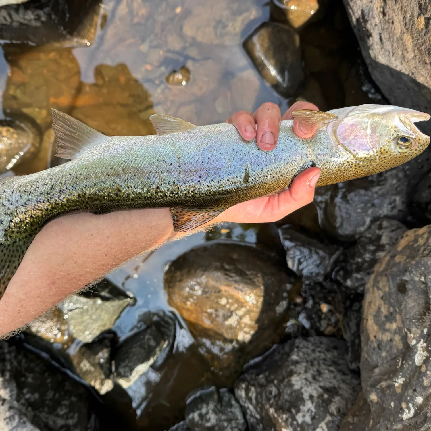 Rainbow trout caught on Fishbrain