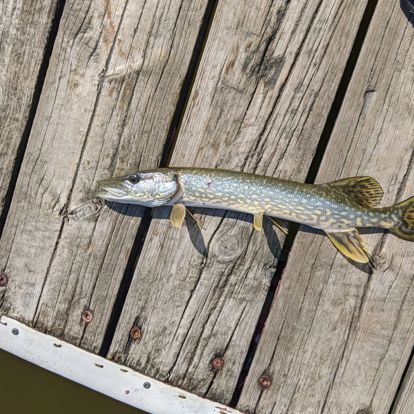 Northern pike caught on Fishbrain
