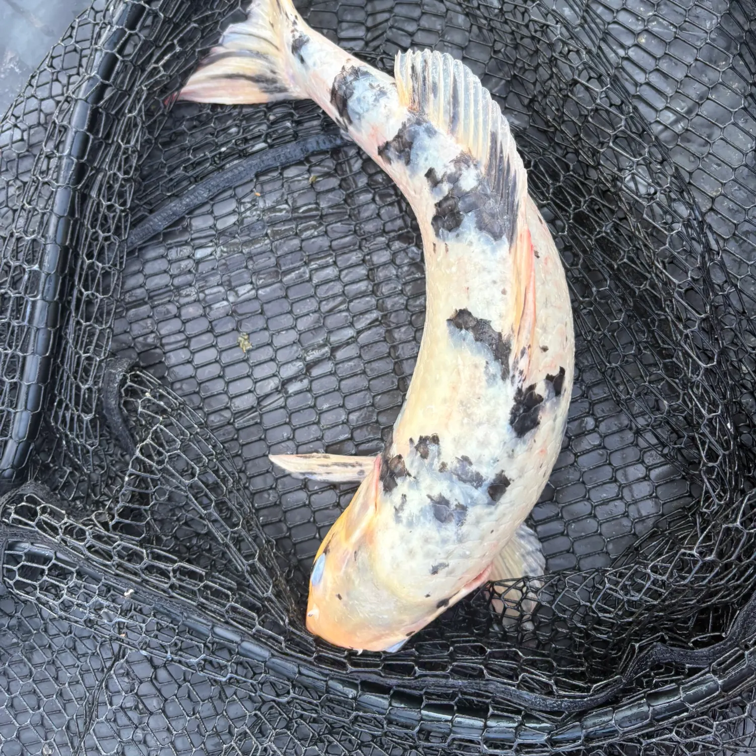 The most recent Koi carp catches on Fishbrain