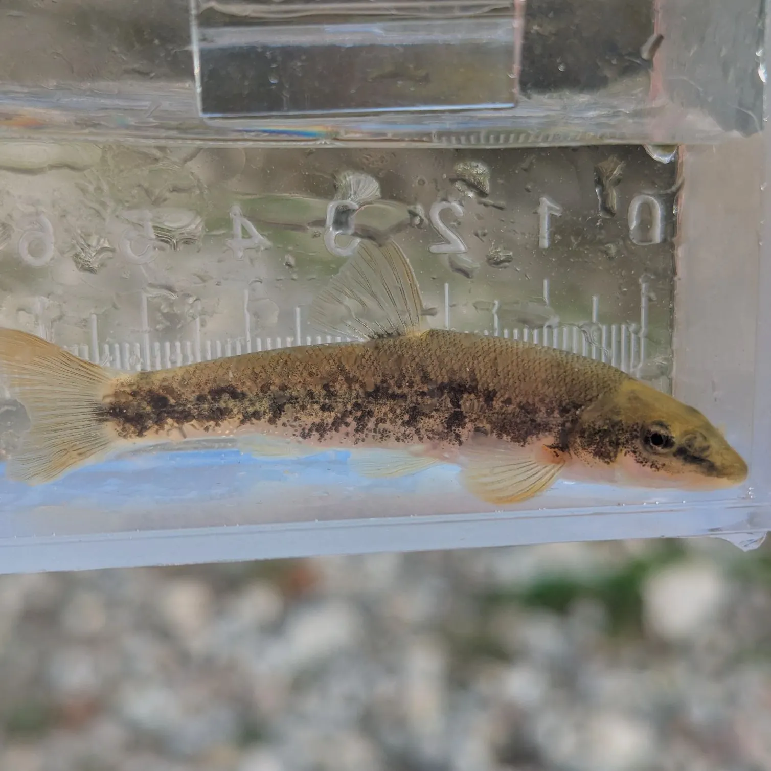 The most recent Longnose dace catches on Fishbrain