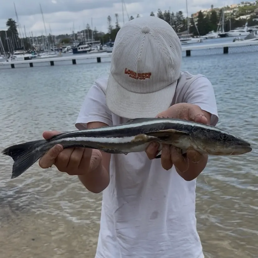 The most recent Cobia catches on Fishbrain