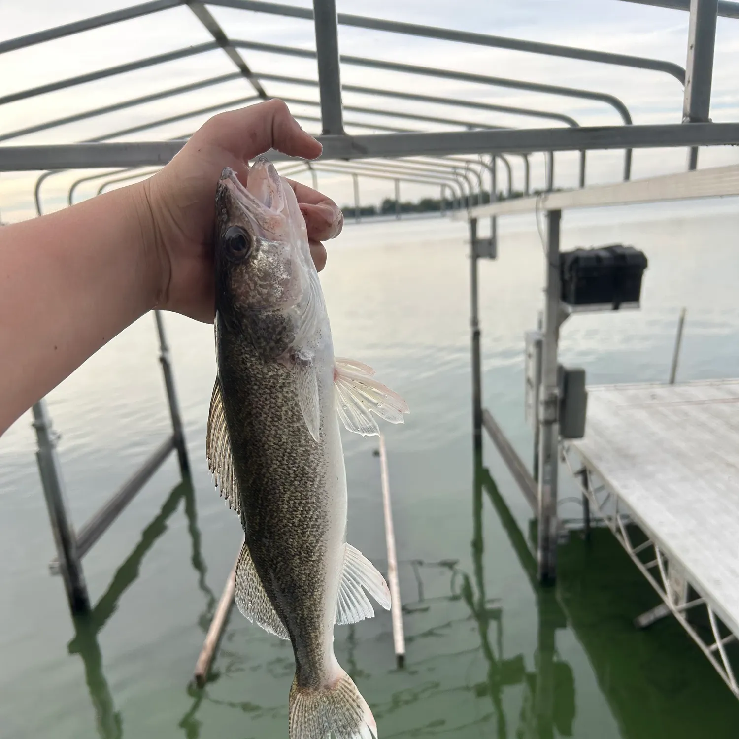 Walleye caught on Fishbrain