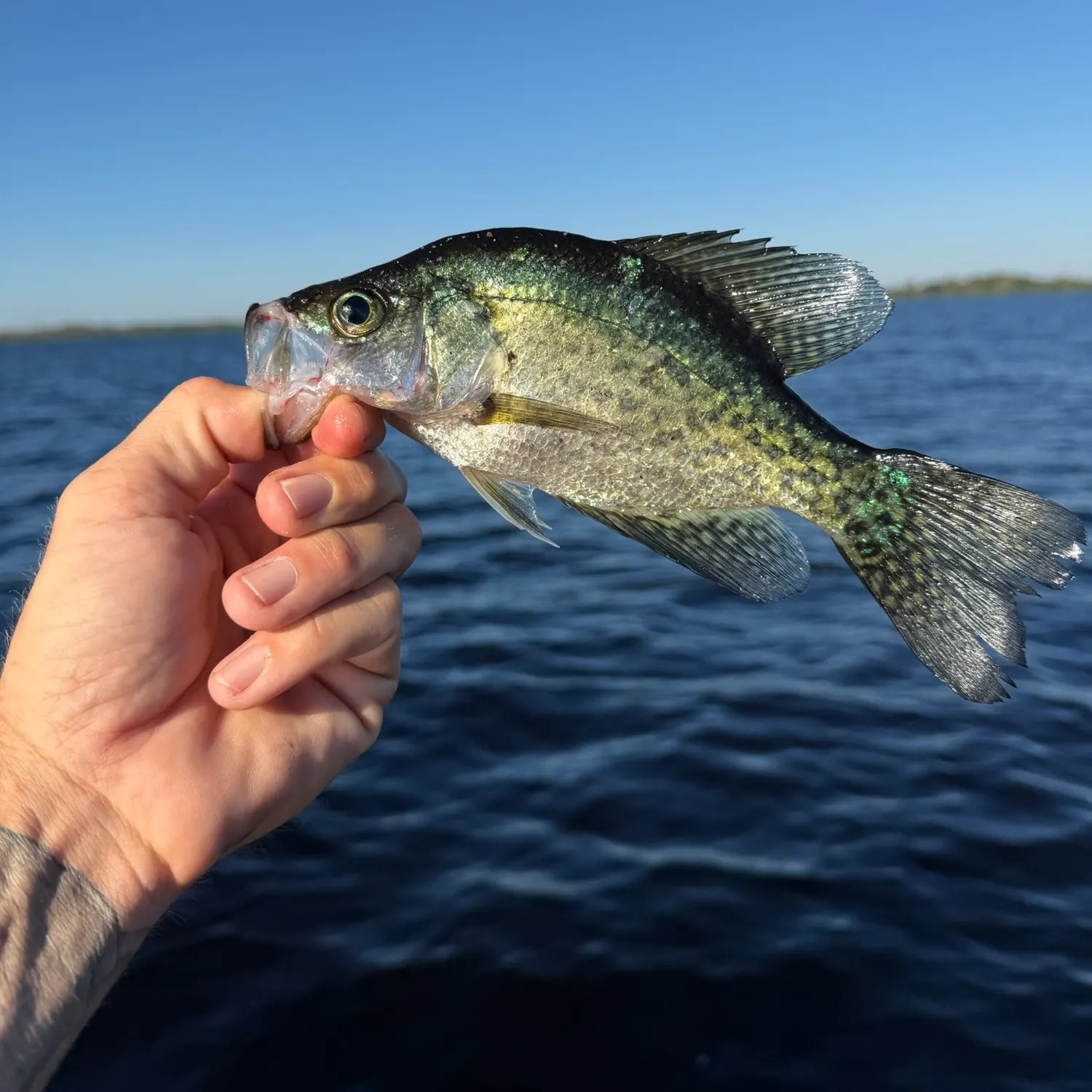 Black crappie caught on Fishbrain