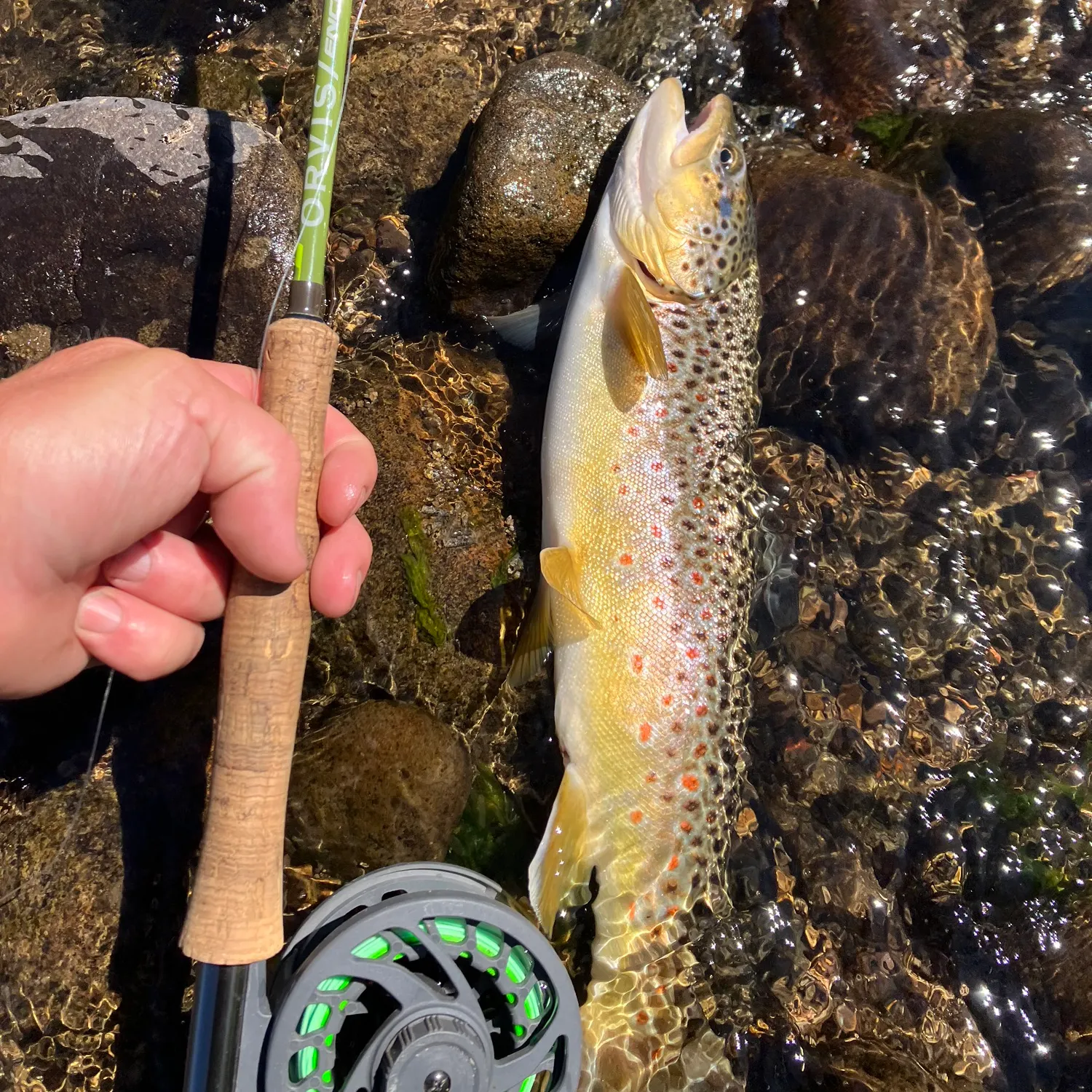 recently logged catches