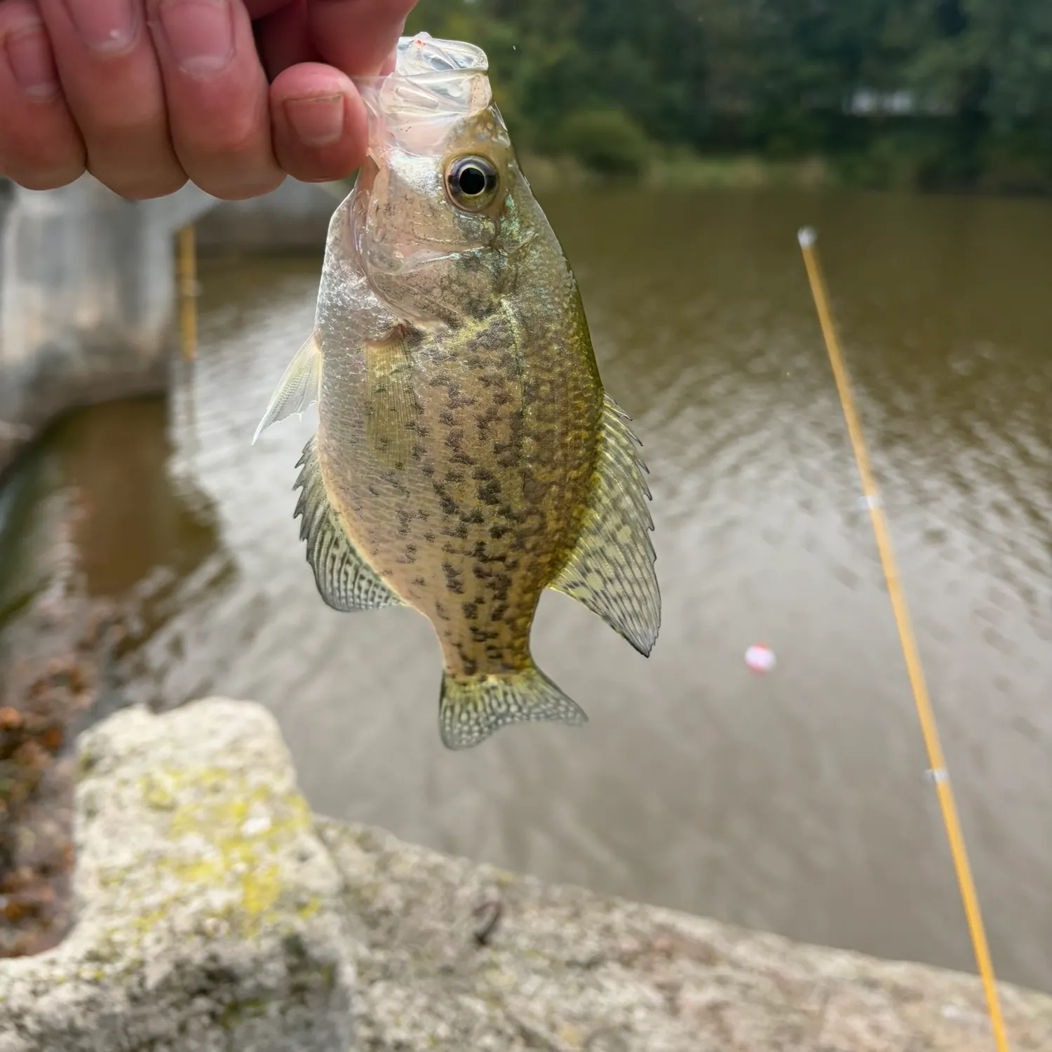 Black crappie caught on Fishbrain