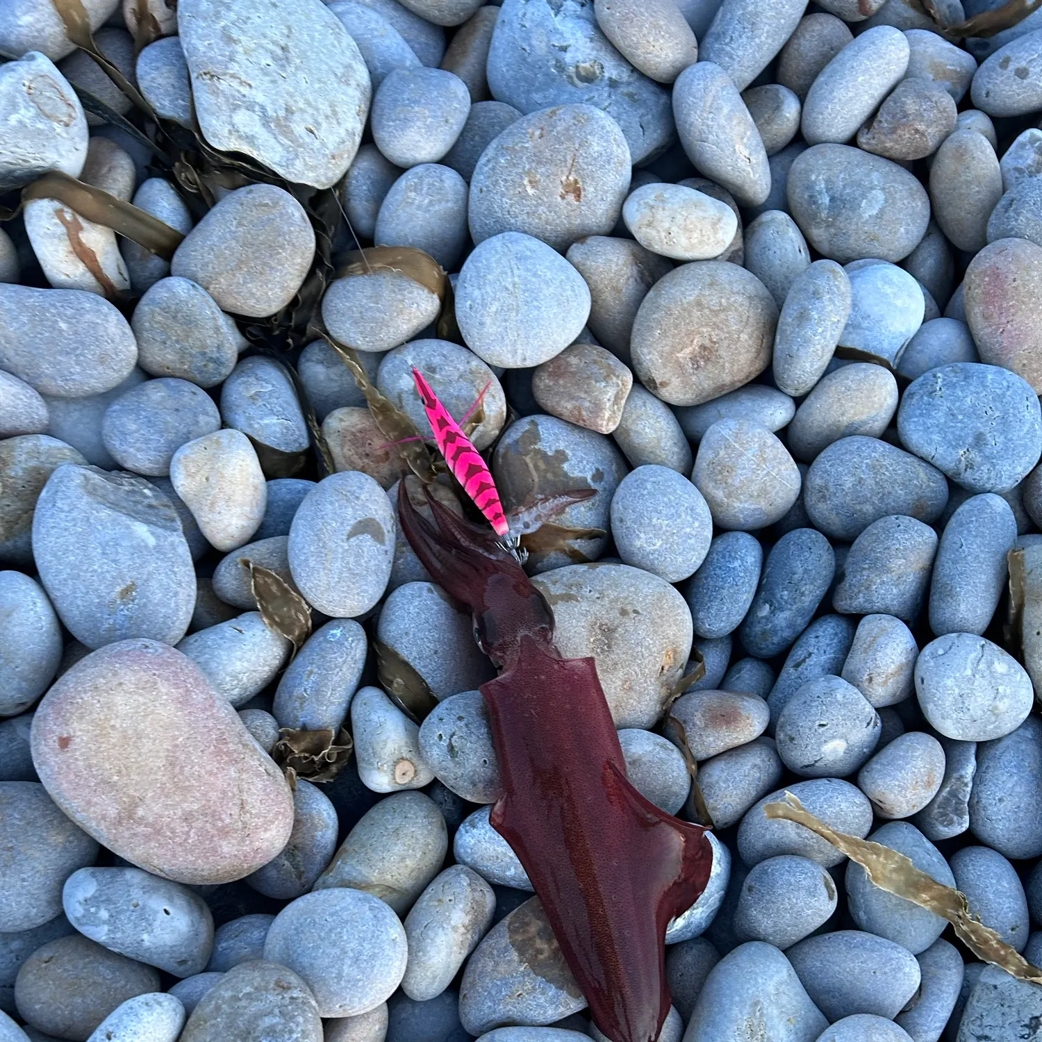 Southern calamari caught on Fishbrain