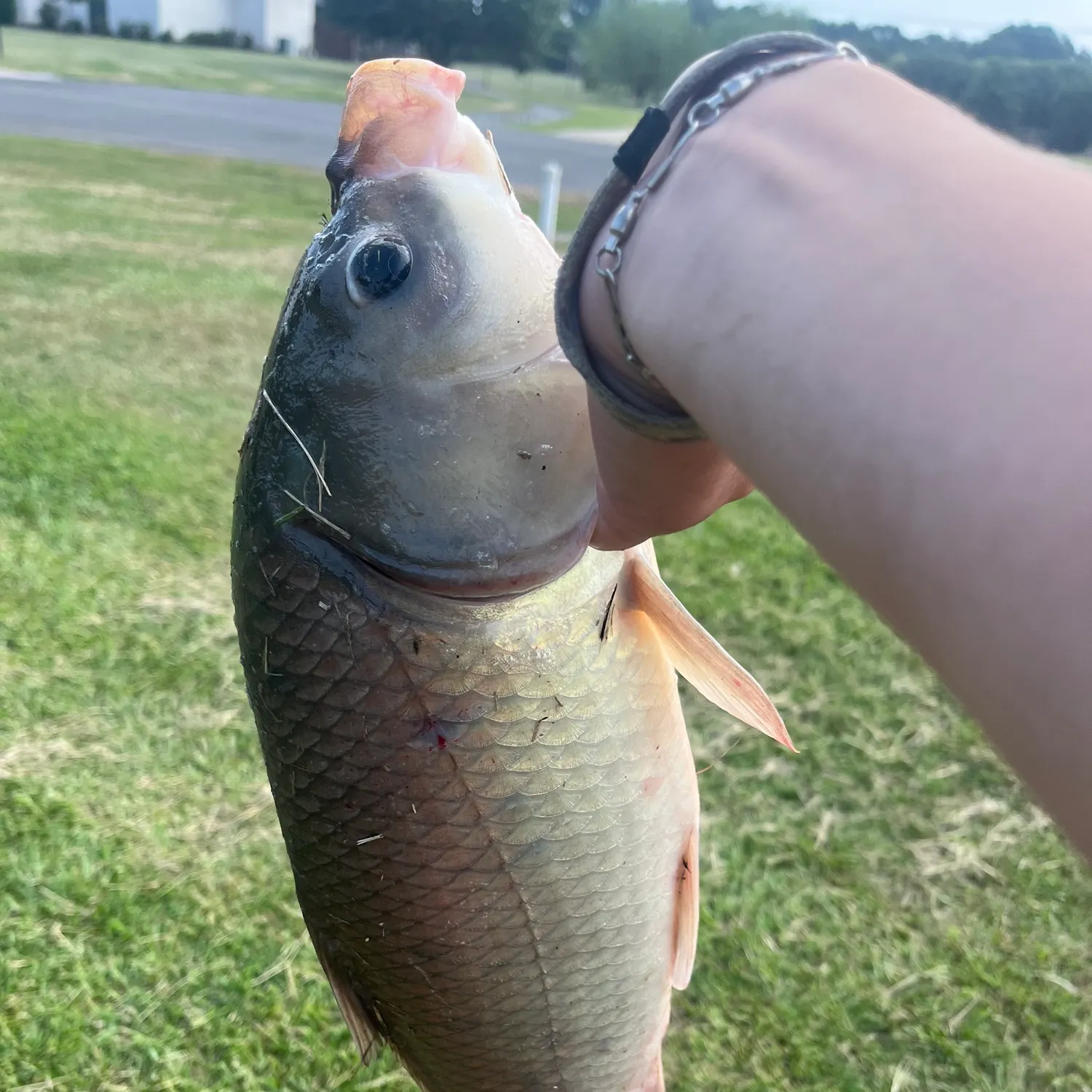 The most recent Black buffalo catches on Fishbrain