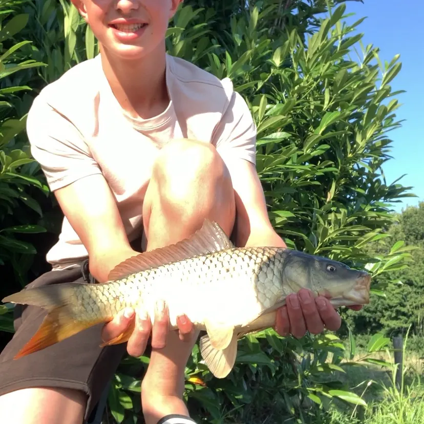 most liked catch image