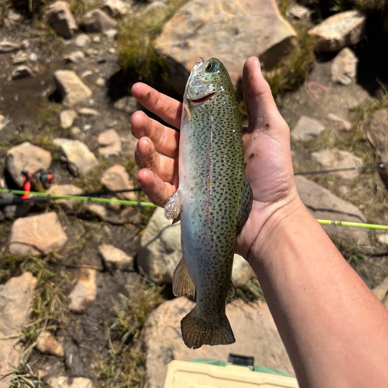 Rainbow trout caught on Fishbrain