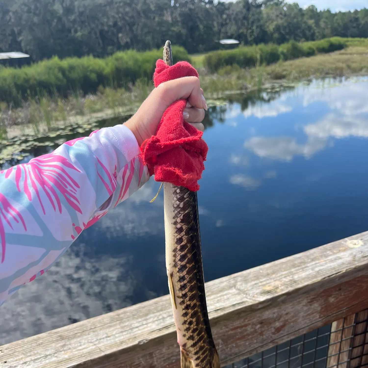 Spotted gar caught on Fishbrain