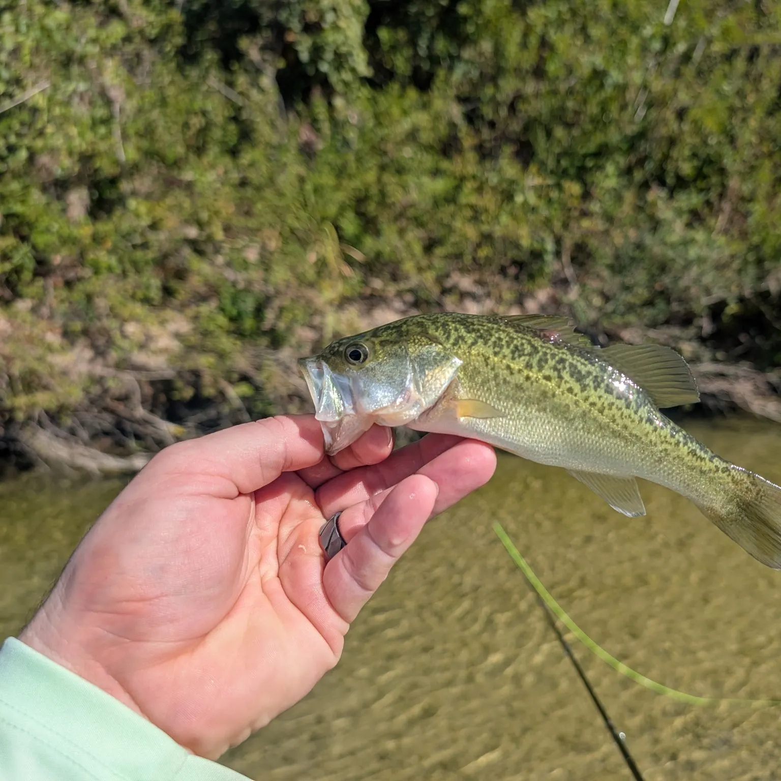 Guadalupe bass caught on Fishbrain