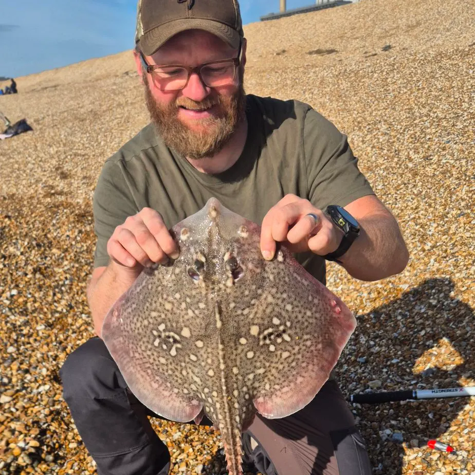 Thornback ray caught on Fishbrain