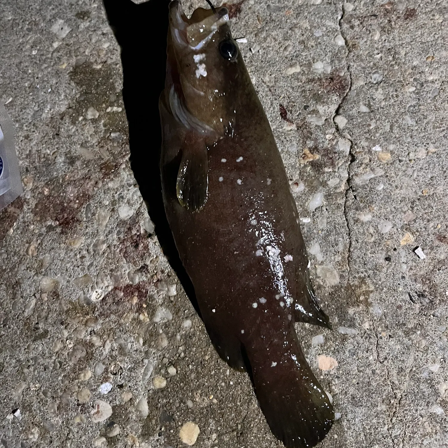 The most recent Whitespotted soapfish catches on Fishbrain