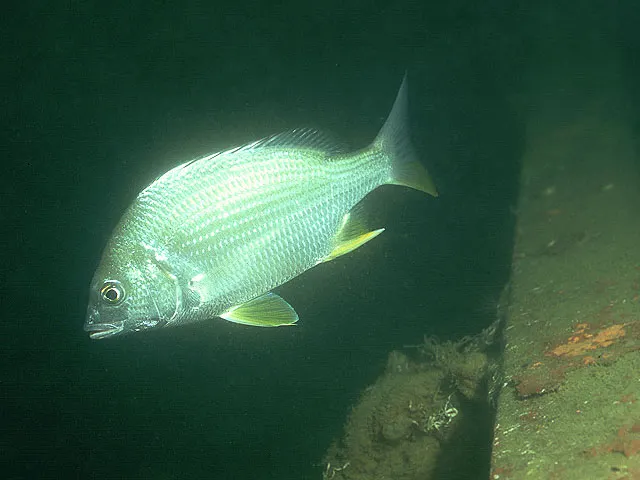 Yellowfin seabream