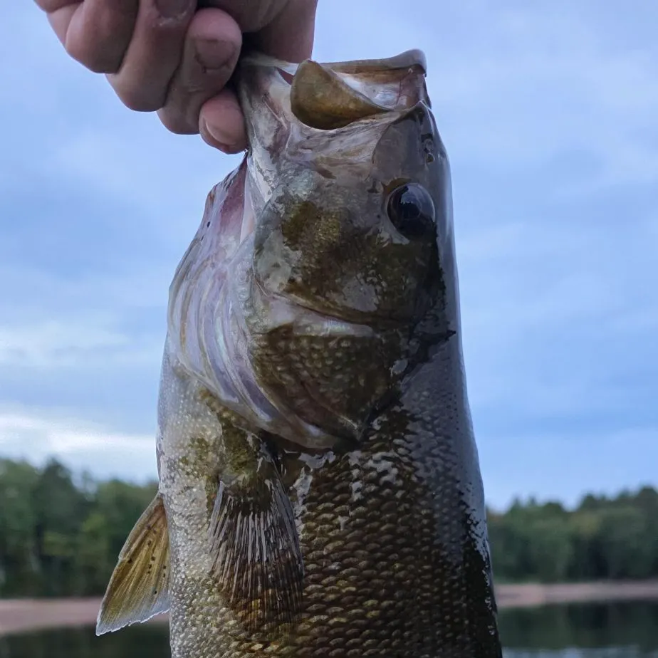 Smallmouth bass caught on Fishbrain