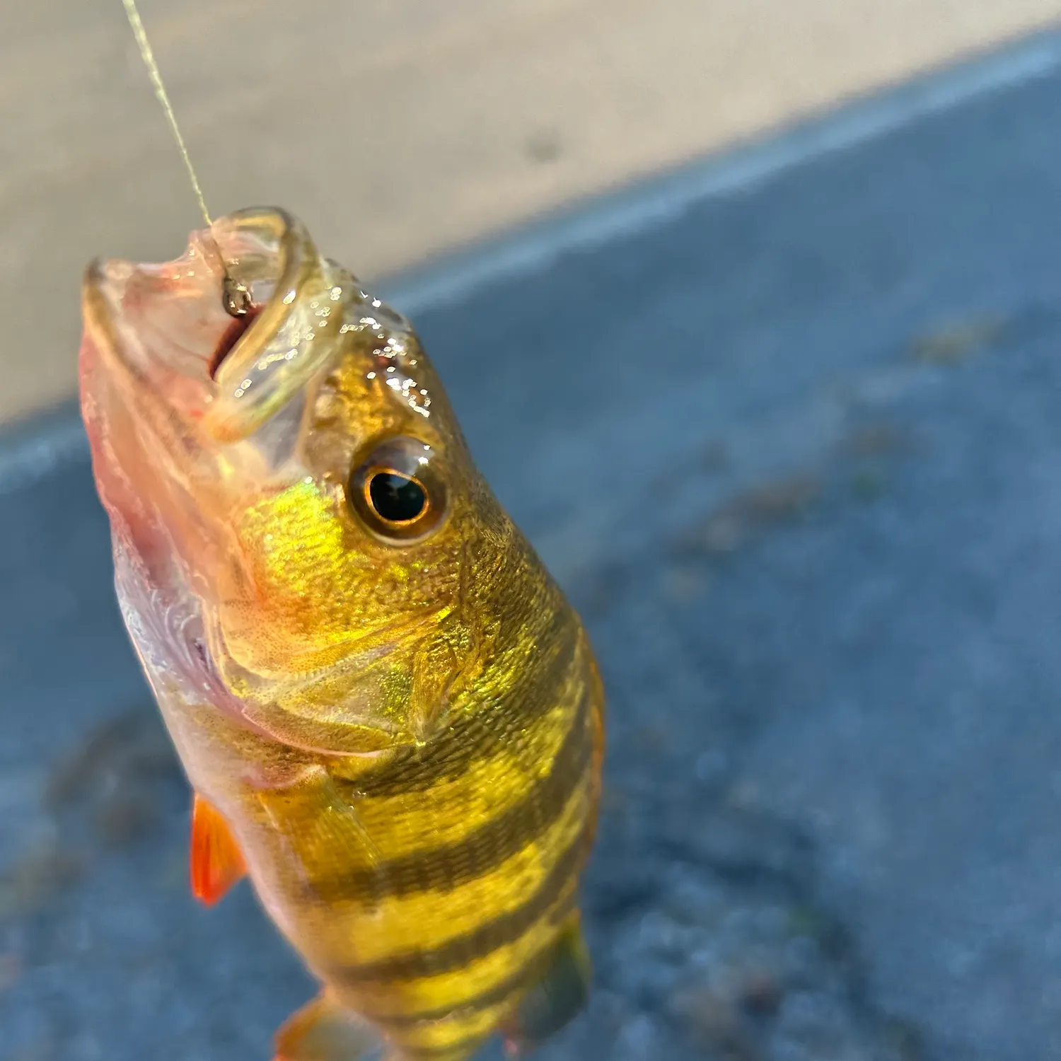 Yellow perch caught on Fishbrain