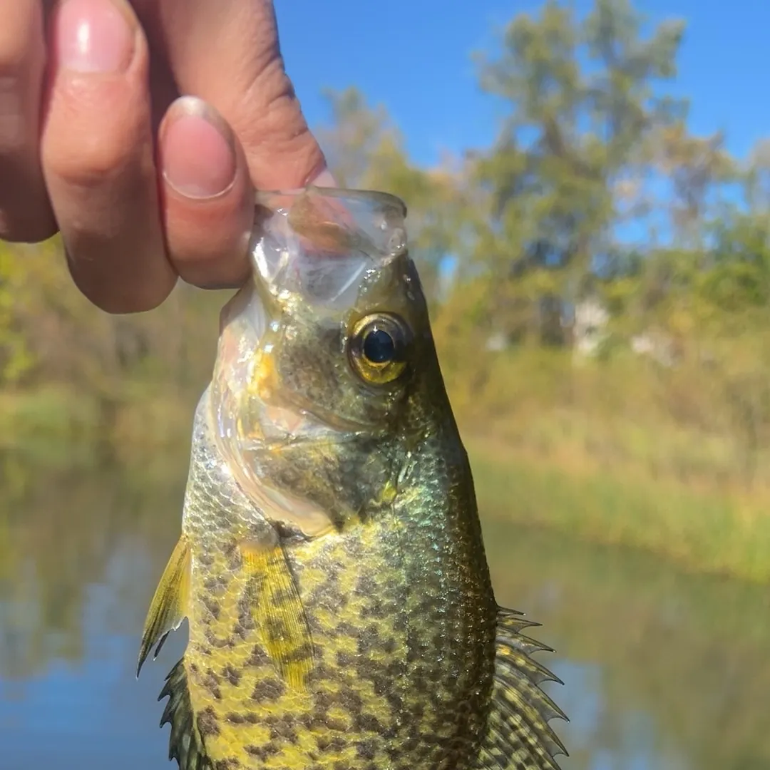 Black crappie caught on Fishbrain