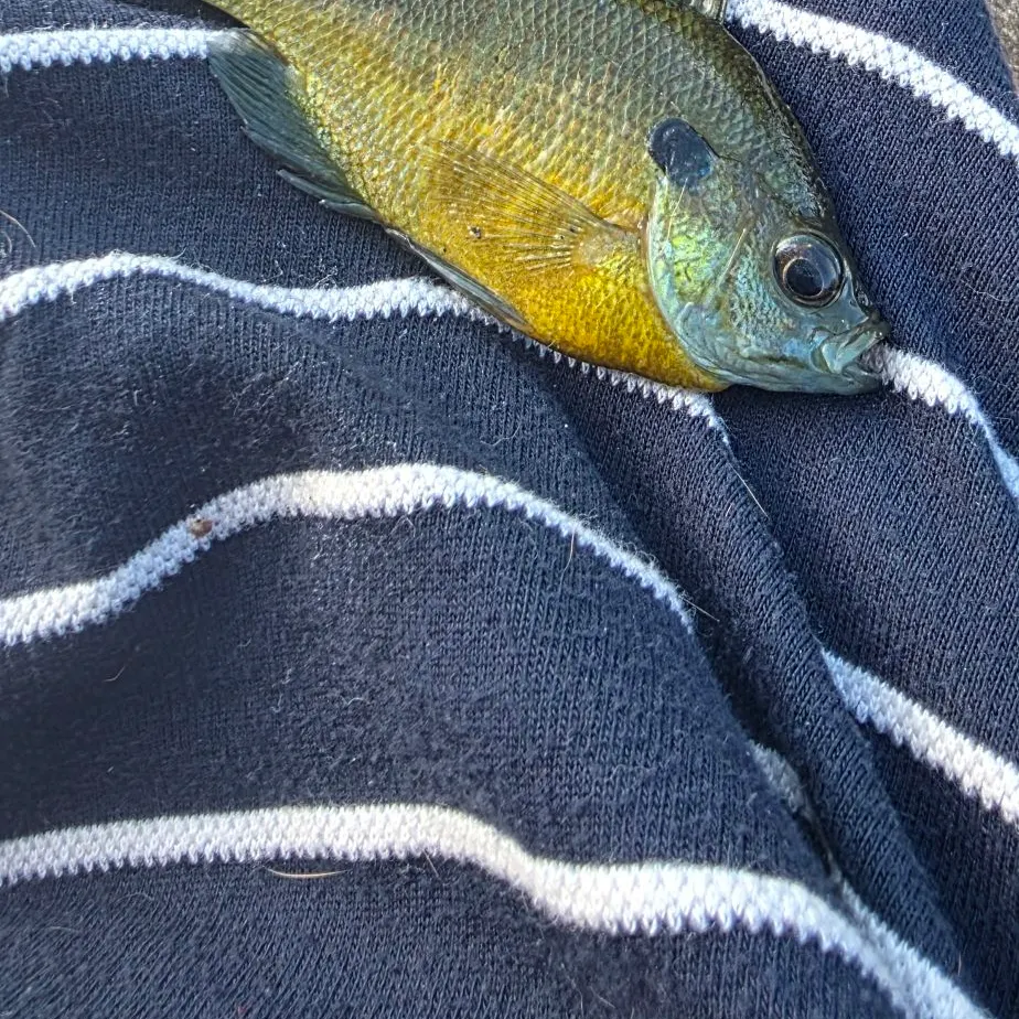 Bluegill caught on Fishbrain