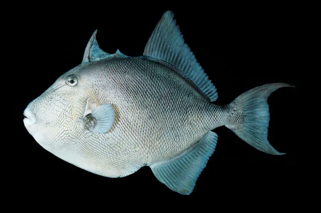 Finescale triggerfish