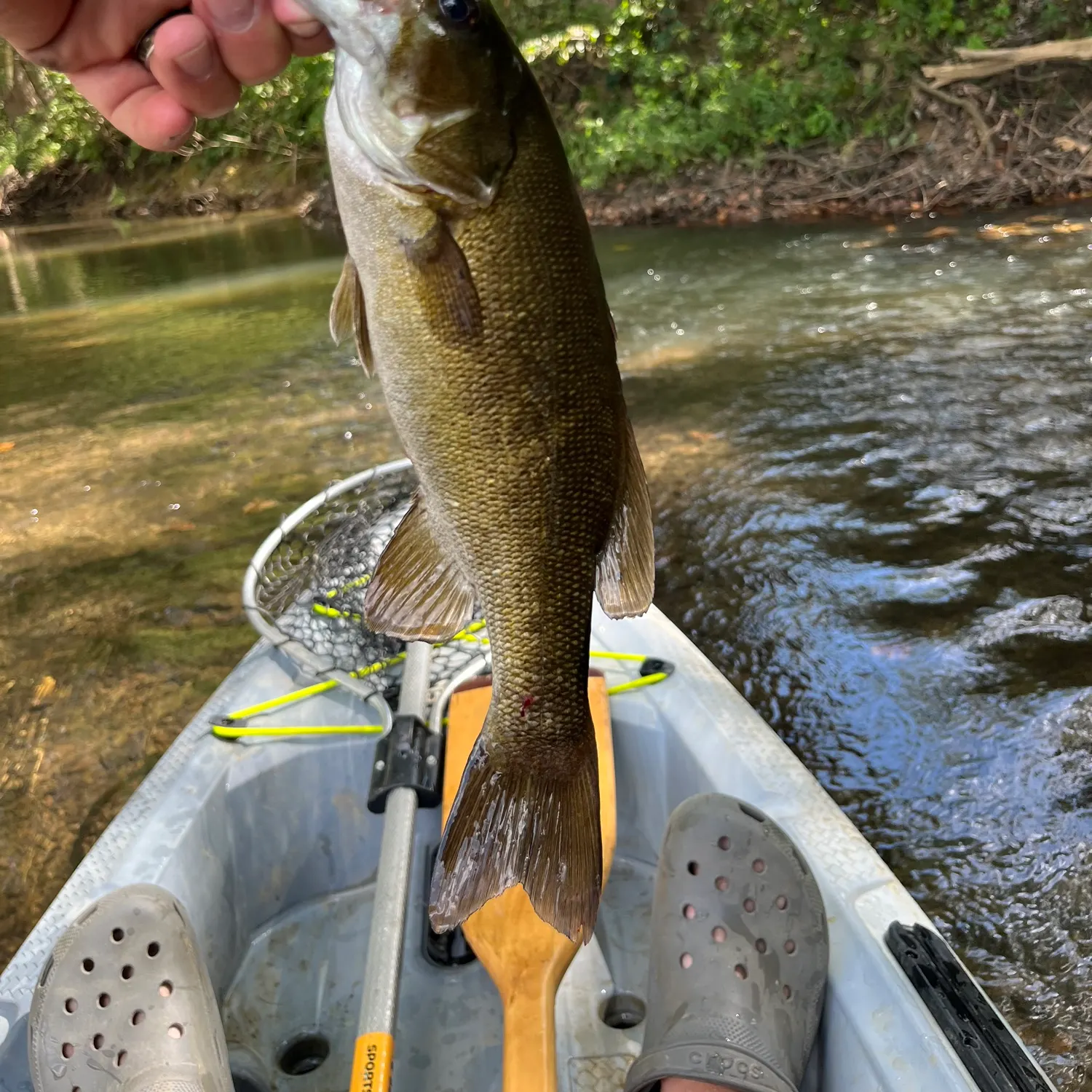 Smallmouth bass caught on Fishbrain