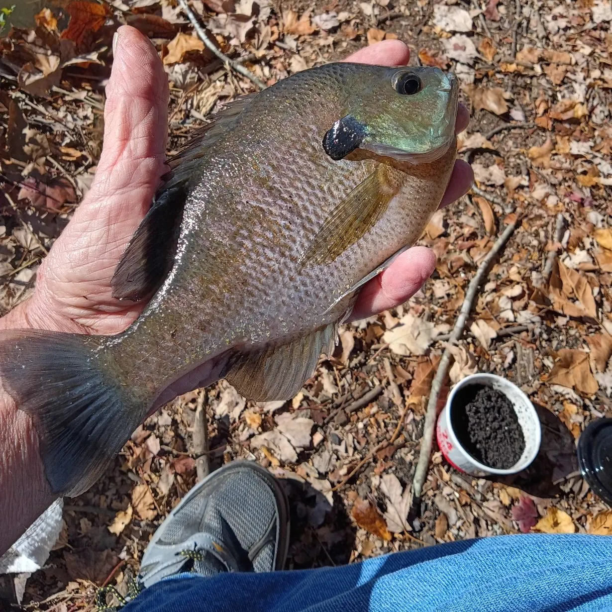 Bluegill caught on Fishbrain
