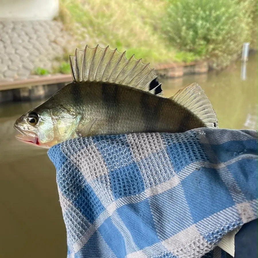 European perch caught on Fishbrain