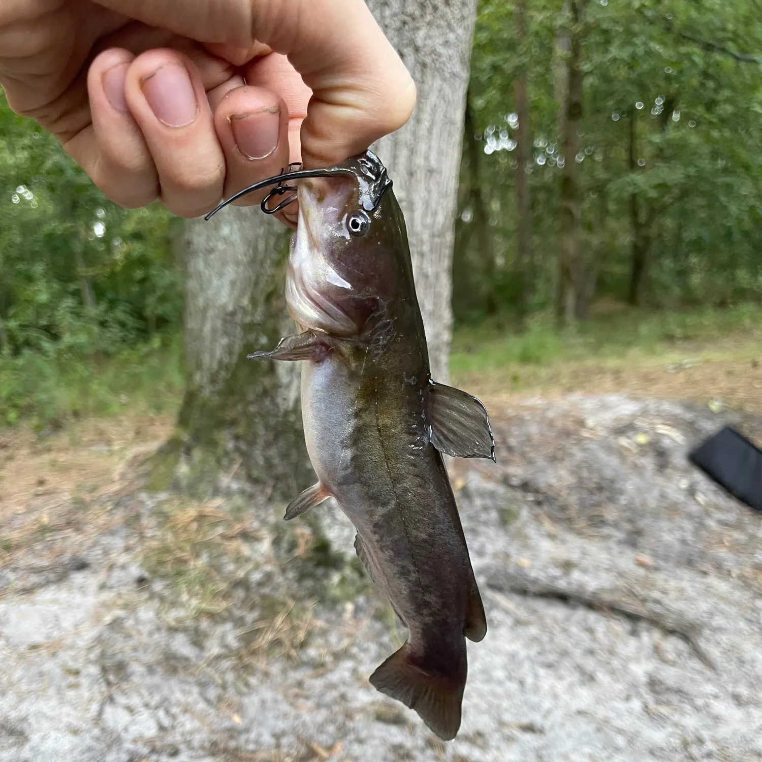Brown bullhead caught on Fishbrain