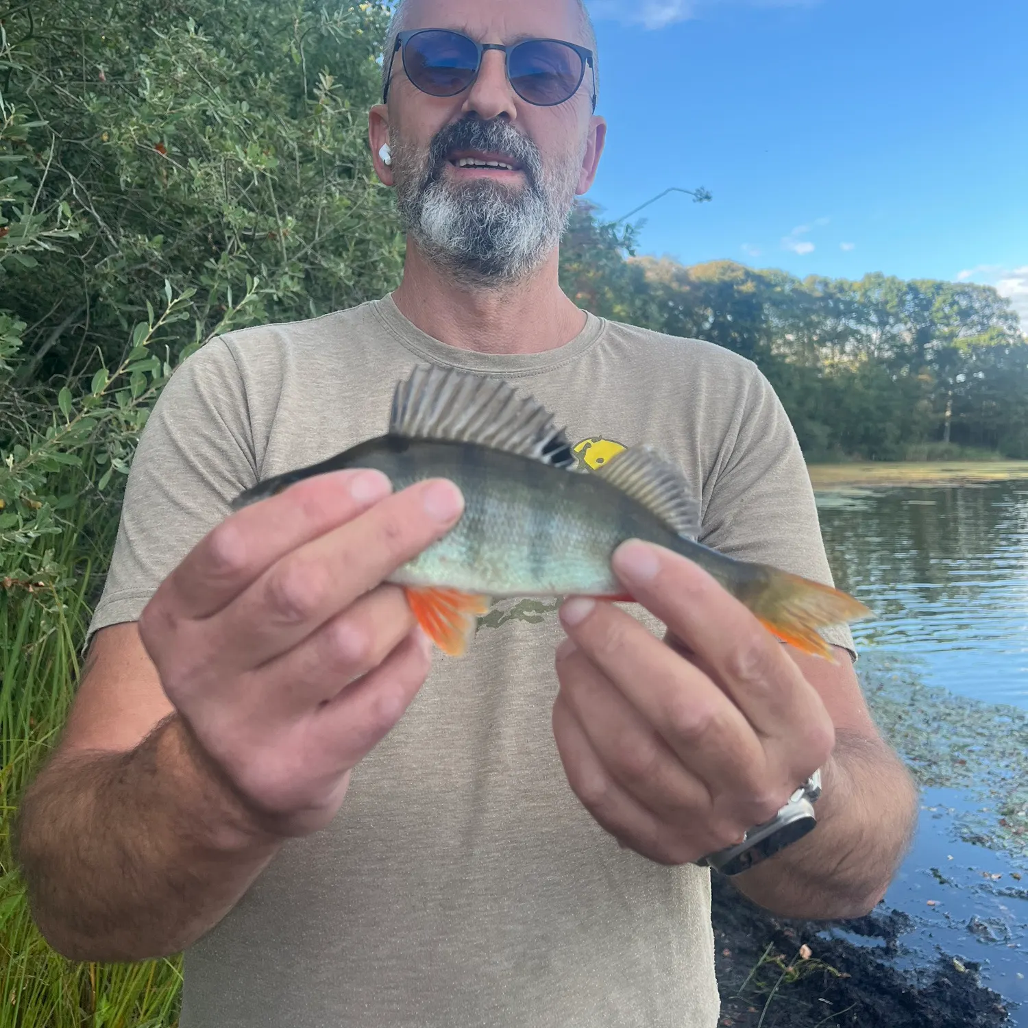 European perch caught on Fishbrain