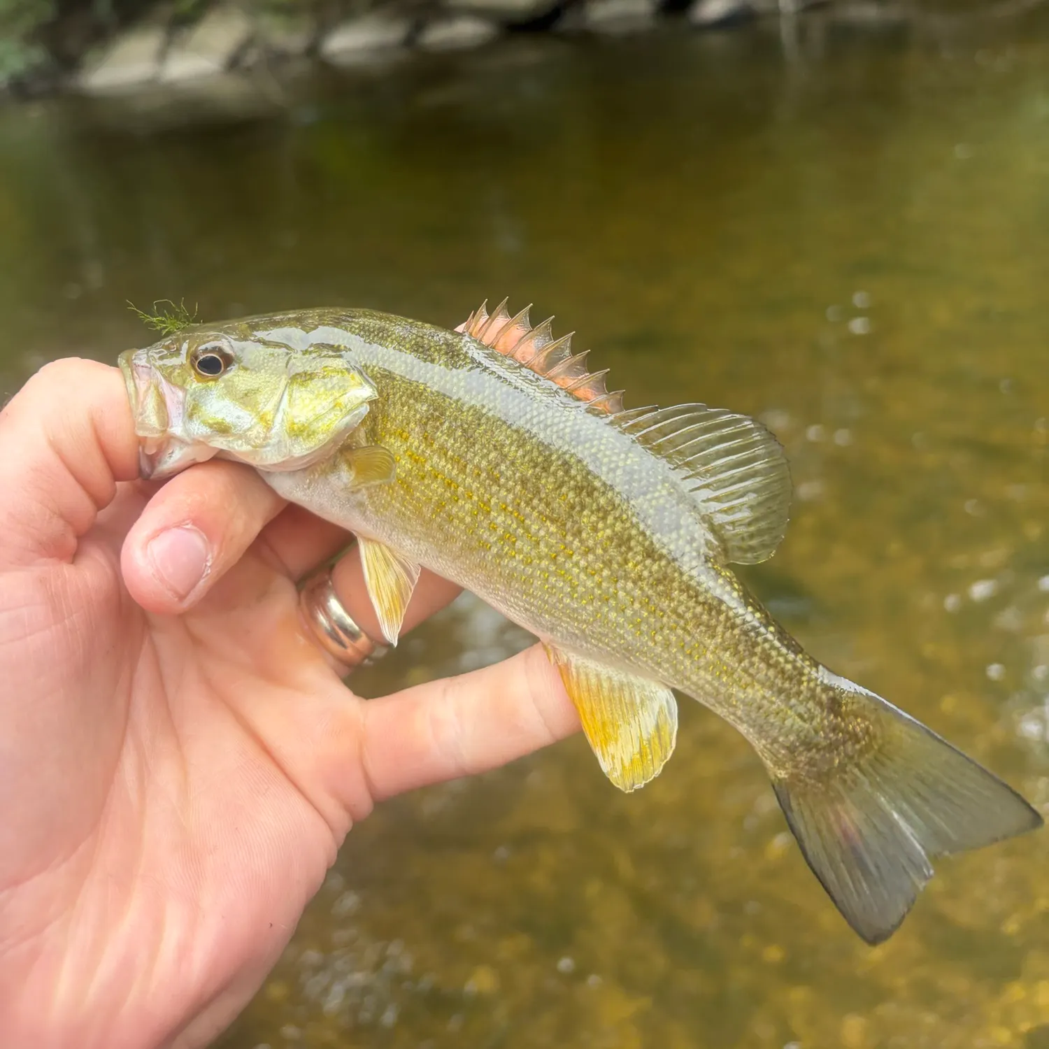 Smallmouth bass caught on Fishbrain