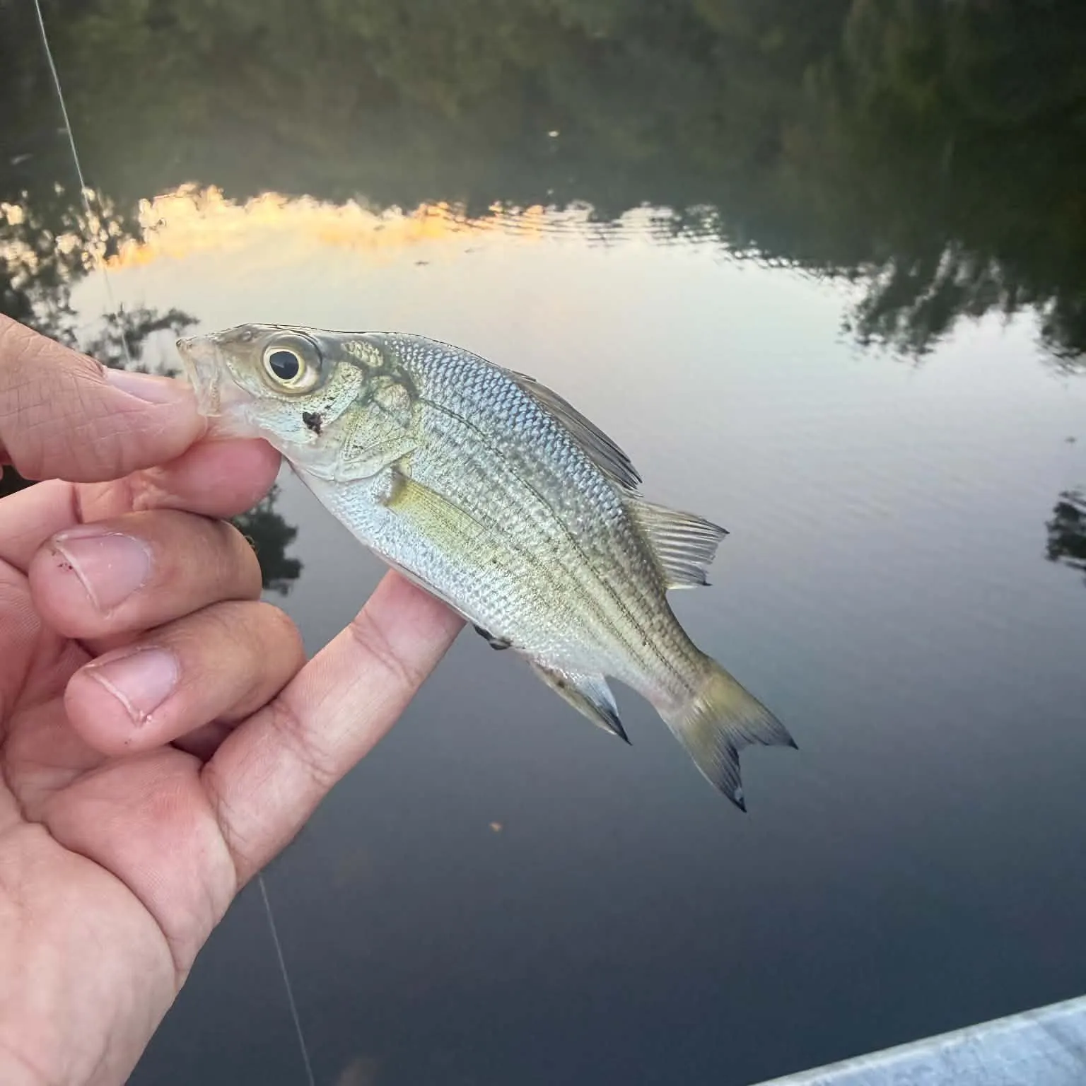 White perch caught on Fishbrain
