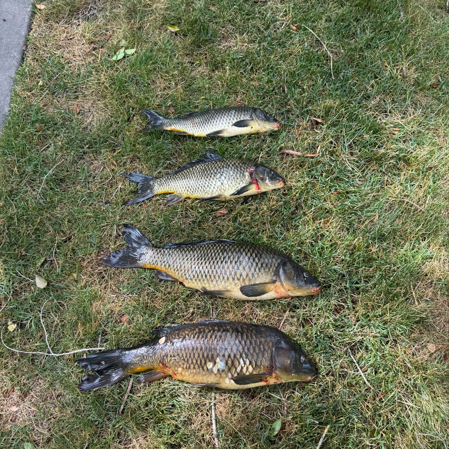 Fish caught on Fishbrain