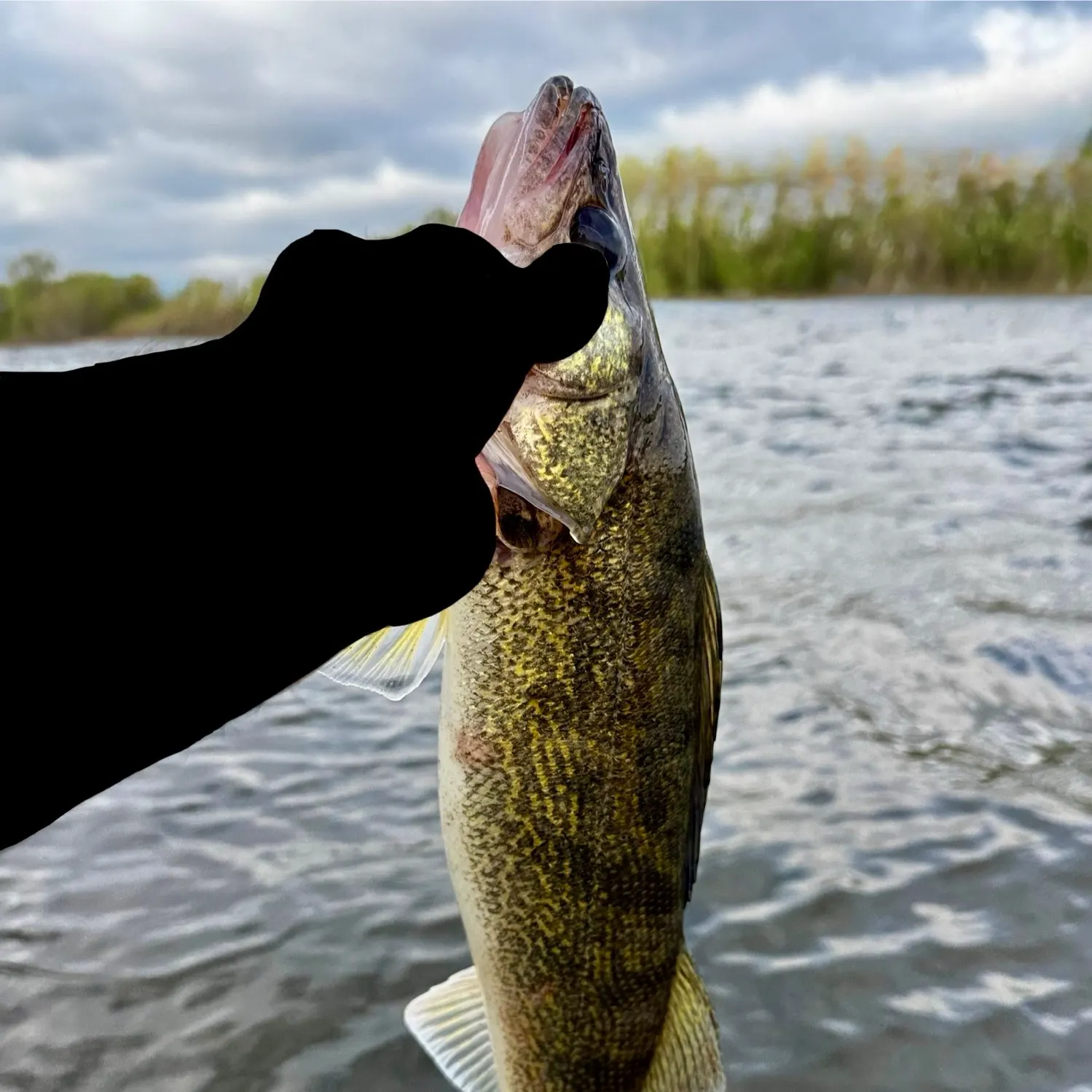 Walleye caught on Fishbrain
