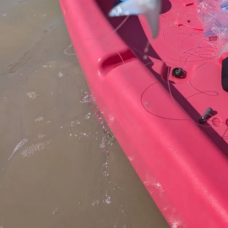 Blue catfish caught on Fishbrain