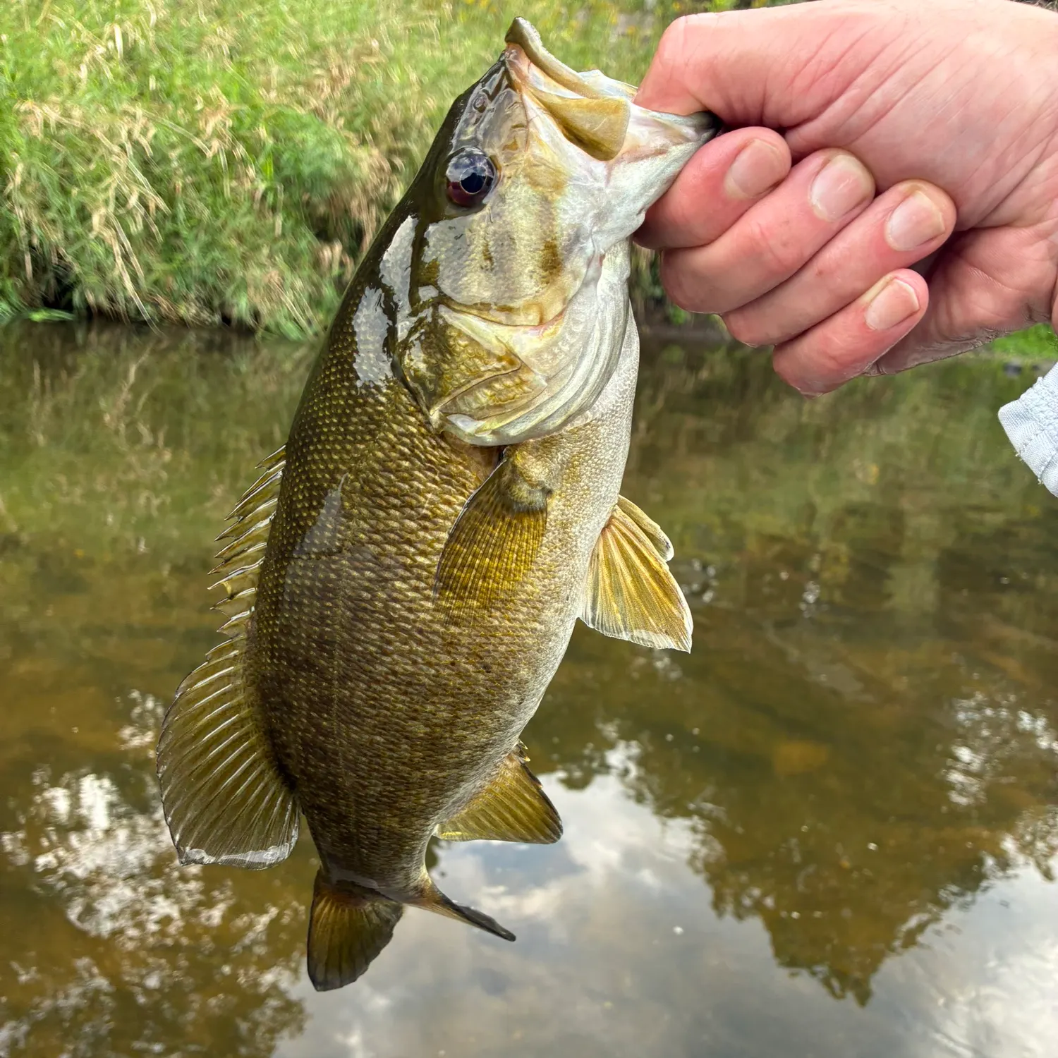 Smallmouth bass caught on Fishbrain