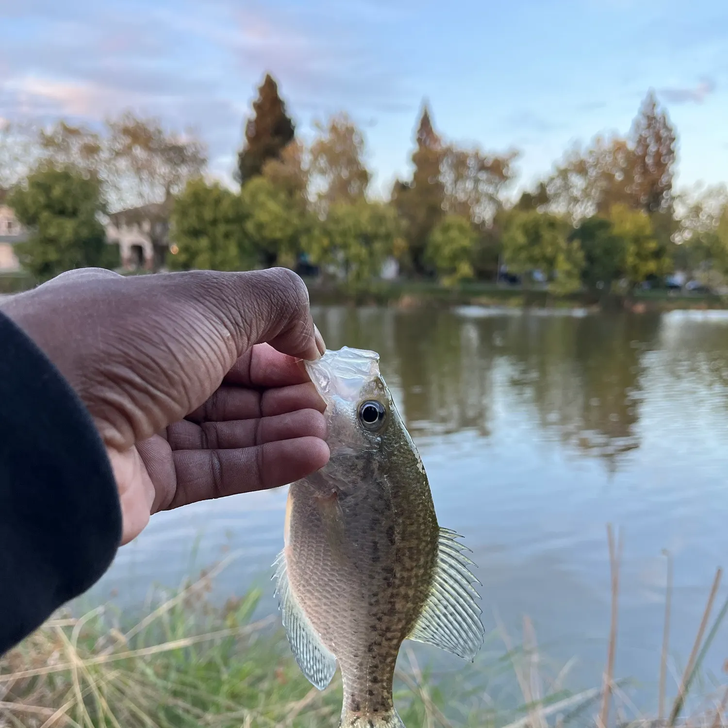Black crappie caught on Fishbrain