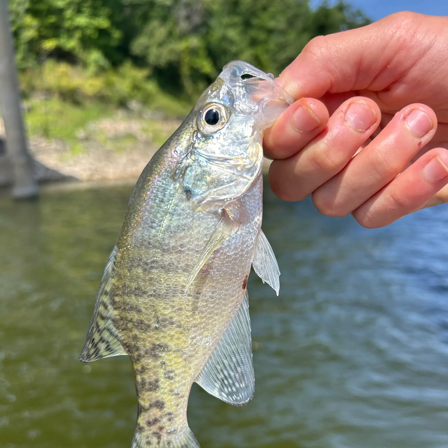 White crappie caught on Fishbrain