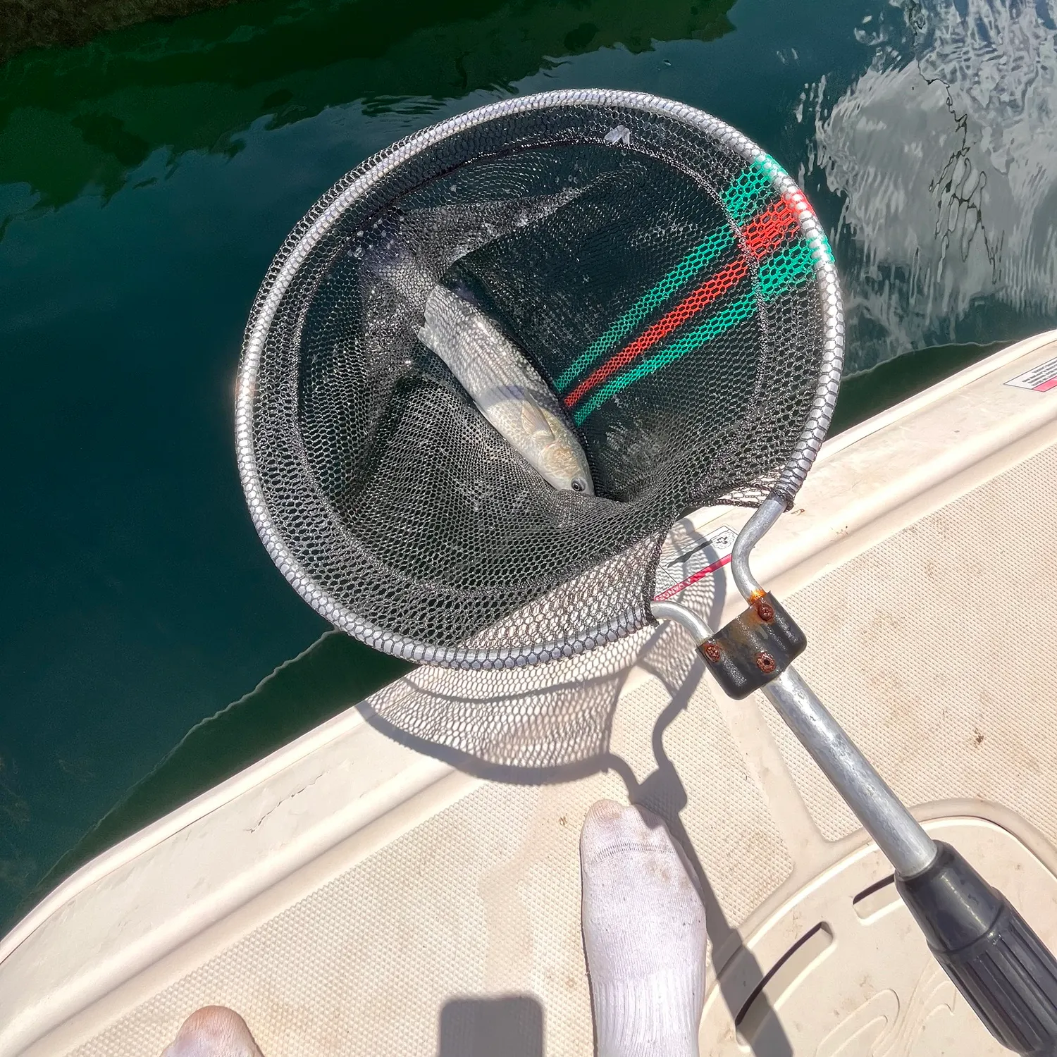 The most recent Golden grey mullet catches on Fishbrain