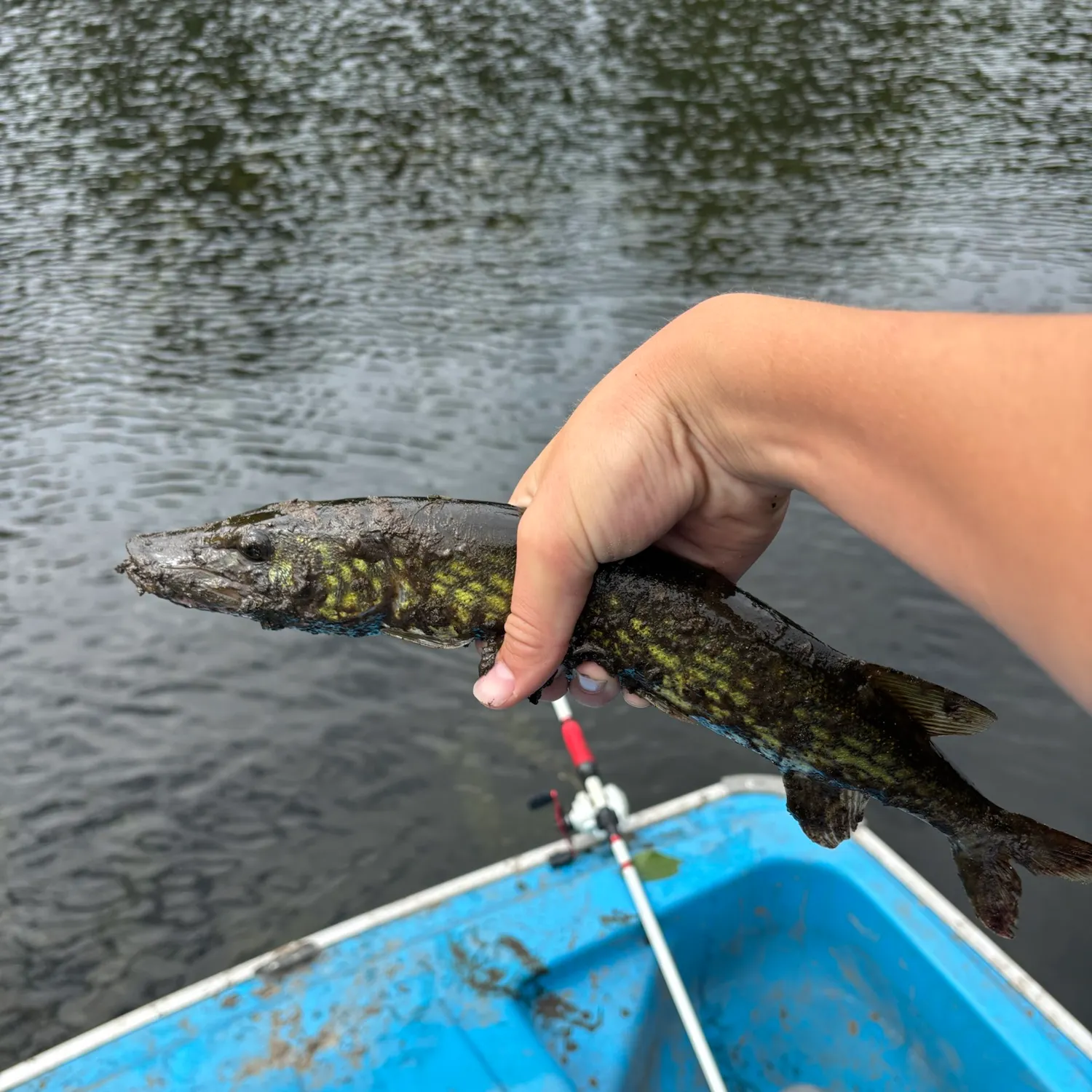 Northern pike caught on Fishbrain