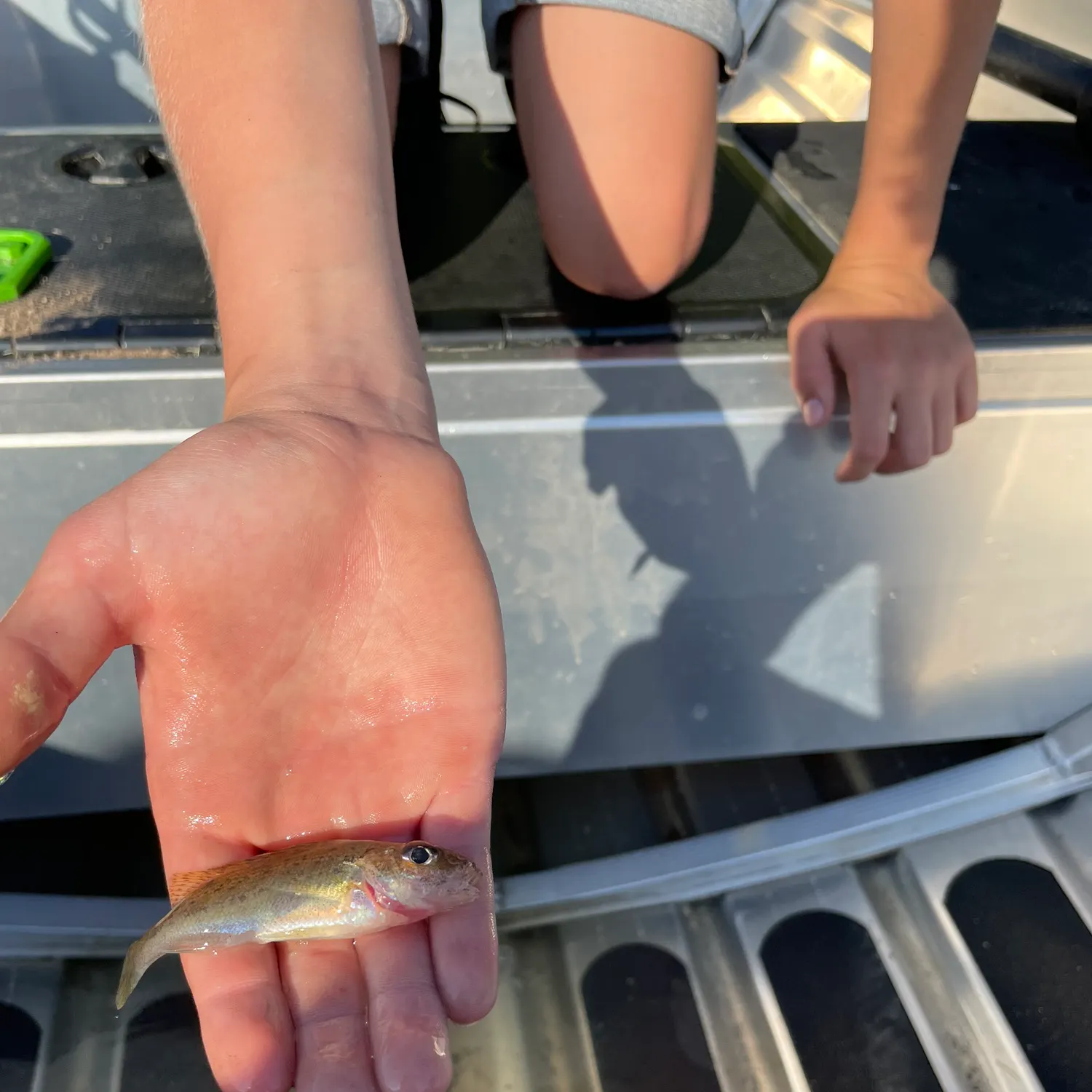 The most recent Eurasian ruffe catches on Fishbrain